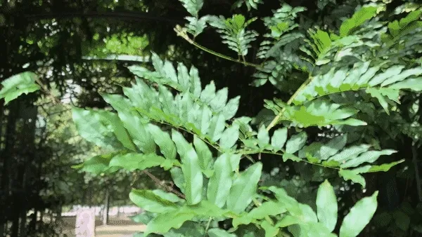 A GIF of a close up image of a tree branch melting into a watercolor moving painting.